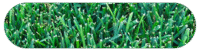 Example of a common natural grass type. Kentucky Bluegrass